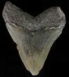 Serrated, Juvenile Megalodon Tooth - Georgia #59218-1
